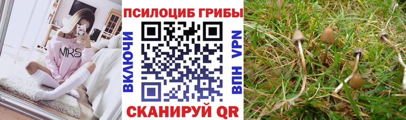 закладки  Апшеронск  Псилоцибиновые грибы GOLDEN TEACHER 